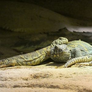 Reptile ID? - Zoo Antwerpen