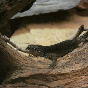 Reptile ID? - Zoo Antwerpen