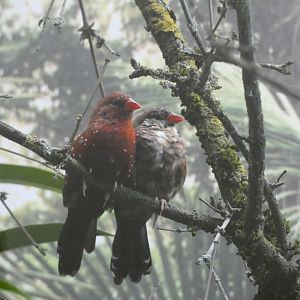 Bird ID? - Zoo Antwerpen