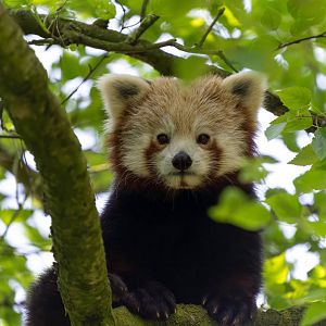 Red panda, Banham, UK