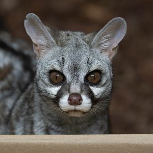 Common genet, Banham, UK