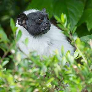 Pied Tamarin, Banham, UK