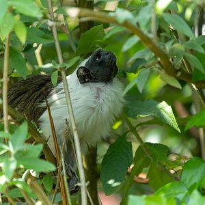 Pied Tamarin, Banham, UK
