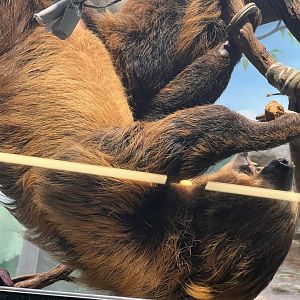 Small Mammal House- Two-toed sloth- Vlad