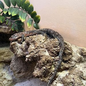 Reptile Discovery Center- A VERY OLD African plated lizard