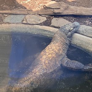 Reptile Discovery Center- Komodo dragon- Murphy