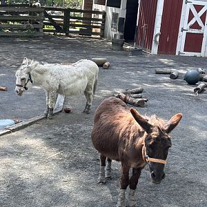 Kids’ Farm- Miniature Donkey- George- Pat