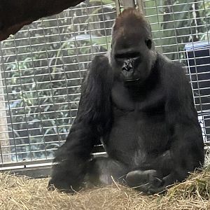 Great Ape House- Western Lowland Gorilla- Baraka