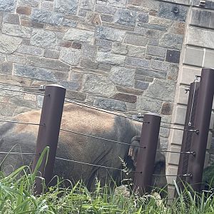 Elephant Trails- Asian Elephant- Spike