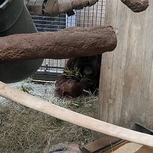 Great Ape House- Orangutan- Kyle