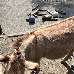 Kids’ Farm- Miniature donkey- Flash