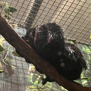 Small Mammal House- Goeldi’s Monkey- Benji- Nora