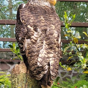Sri Lankan spot-bellied eagle-owl (Bubo nipalensis blighi)