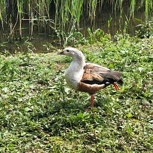 Orinoco goose (Neochen jubata)