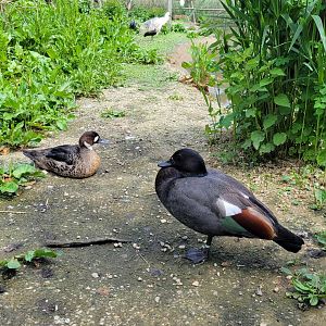 Paradise shelduck (Tadorna variegata) & Spectacled duck (Speculanas specularis)