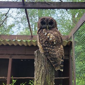 African wood owl (Strix woodfordii)