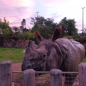 Indian Rhinoceros