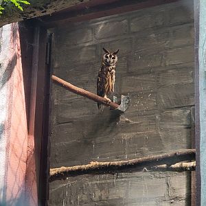 Striped owl (Asio clamator)