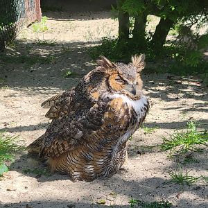 Great horned owl sunbathing (Bubo virginianus)