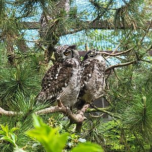 Spotted Eagle-owl (Bubo africanus)