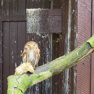 Ferruginous pygmy-owl (Glaucidium brasilianum)