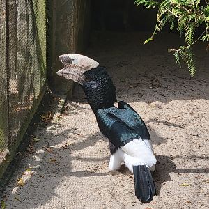 Eastern grey-cheeked hornbill (Bycanistes subcylindricus subquadratus)