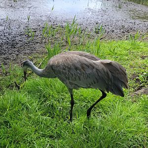 Florida sandhill crane (Antigone canadensis pratensis)