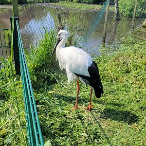 Oriental stork (Ciconia boyciana)