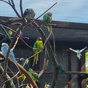 Small parrots mixed aviary