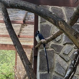 Black-throated magpie-jay (Calocitta collei)