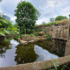 Sumatran Tiger- enclosure