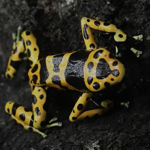 Yellow-banded Poison Dart Frog - Dendrobates leucomelas