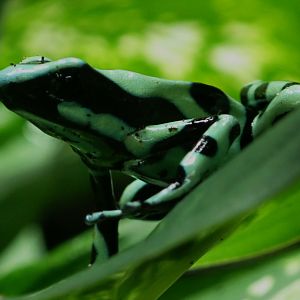 Green & Black Poison Dart Frog - Dendrobates auratus