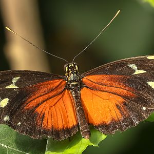 Tiger longwing : Whipsnade : 24 May 2024