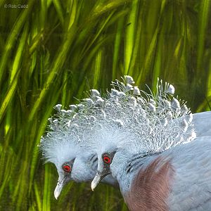 Victoria crowned-pigeon : Whipsnade : 24 May 2024