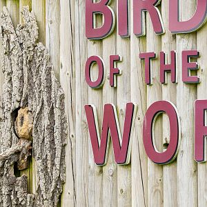 Red-billed hornbill : Whipsnade : 24 May 2024