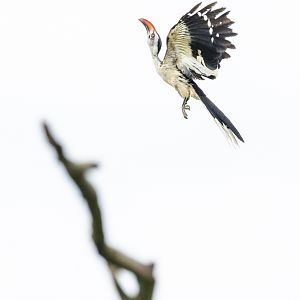 Red-billed hornbill : Whipsnade : 24 May 2024