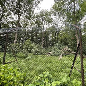 European Wolf Enclosure