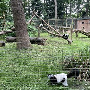 Black-and-white ruffed Lemur Enclosure