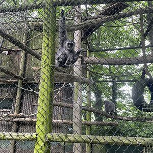 Young Silvery Gibbon