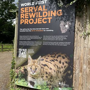 Serval Rewilding Project