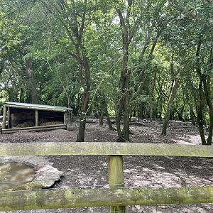 Red River Hog Winter Paddock