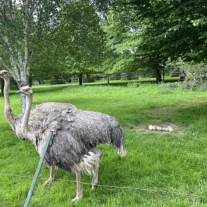 Ostriches with Eggs