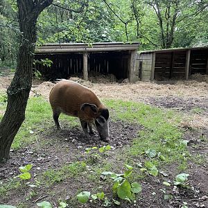 Red River Hog, (Potamochoerus porcus)