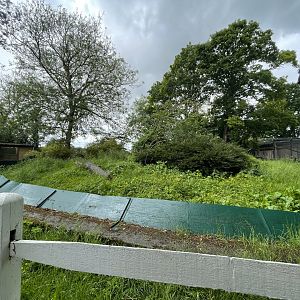 New Banded Mongoose Enclosure