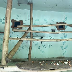 East Javan langur indoor area