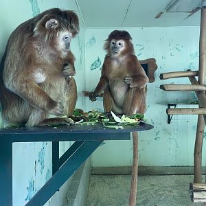East Javan langurs feeding
