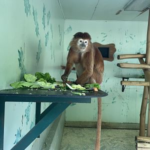 East Javan langur (Trachypithecus auratus)