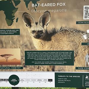 Bat-Eared Fox signage