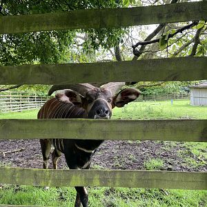 Mountain Bongo, (Tragelaphus eurycerus isaaci)